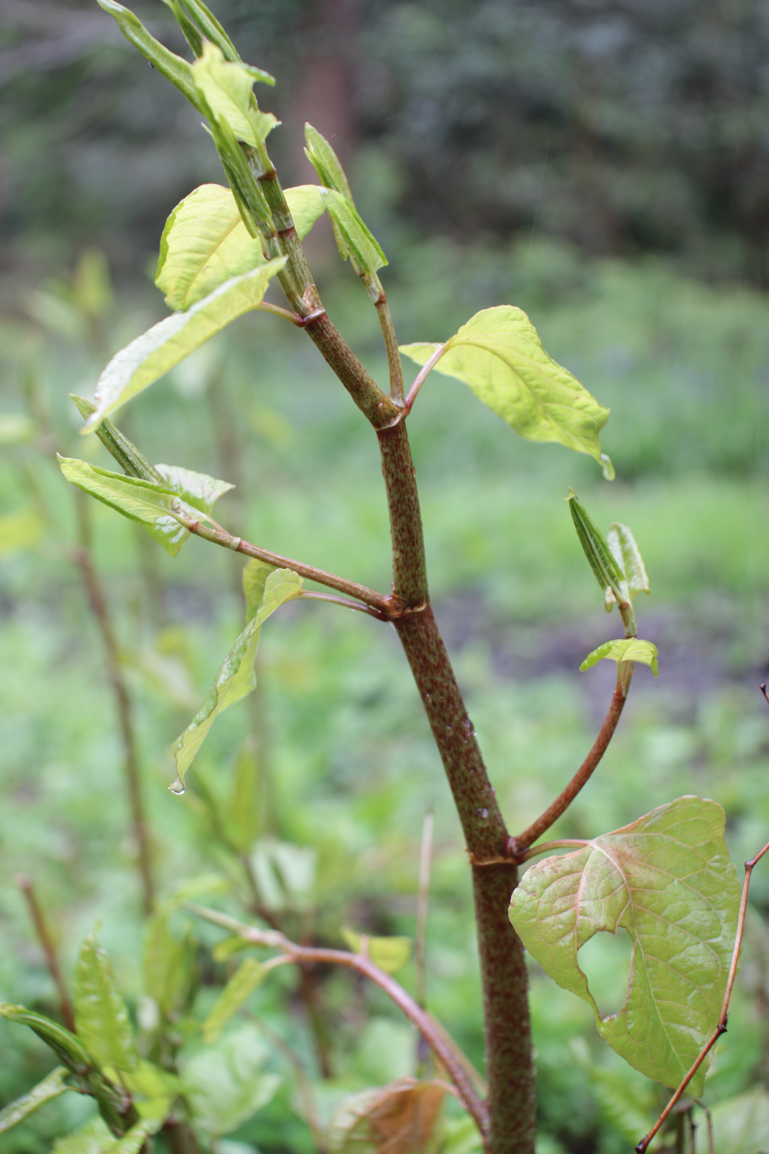 japanese-knotweed-the-fumbally